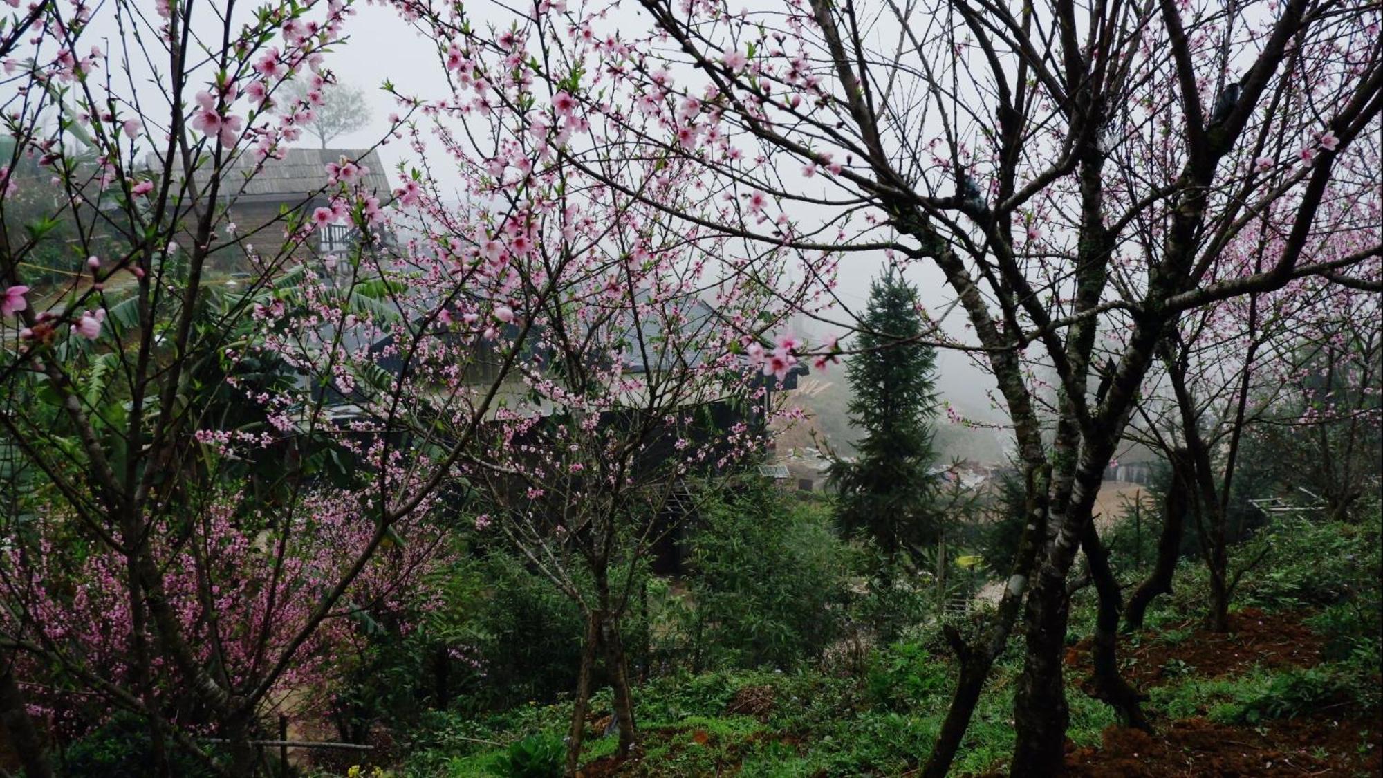 Ta Phin Cottage Sapa Dış mekan fotoğraf