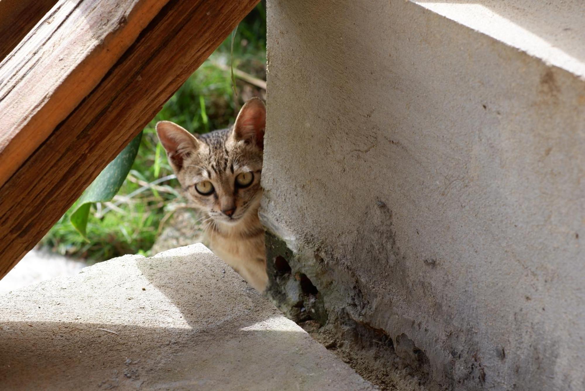 Ta Phin Cottage Sapa Dış mekan fotoğraf